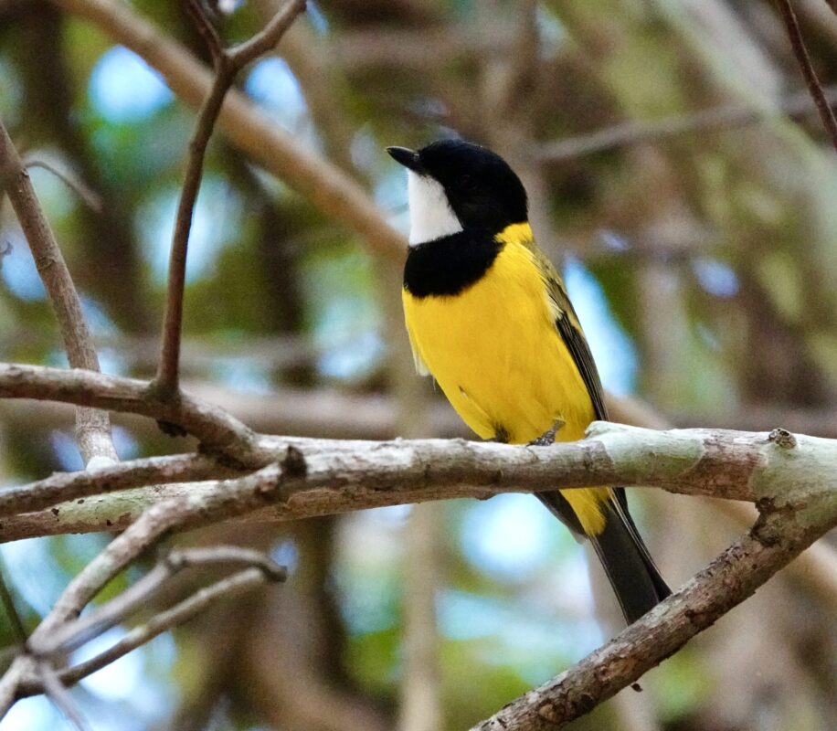 Image of a Golden Whistler