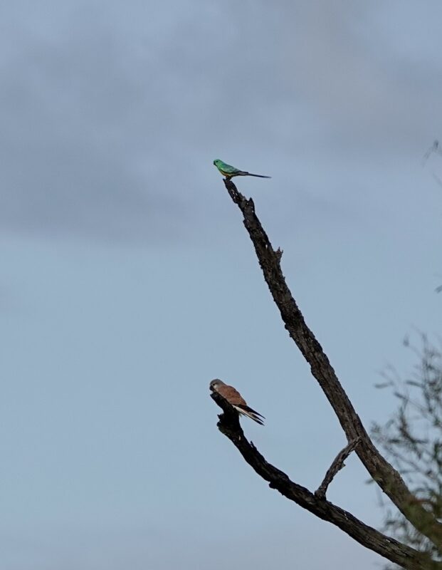 Image of a Red-rumped Parrot