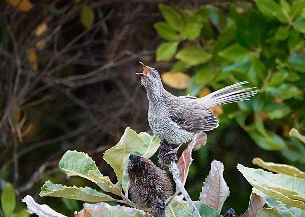 Image of a Little Wattlebird