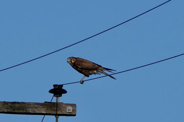 Image of a Brown Falcon