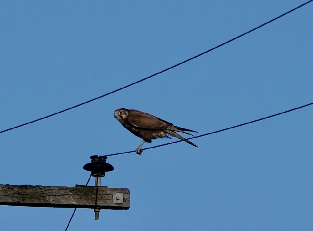 Image of a Brown Falcon