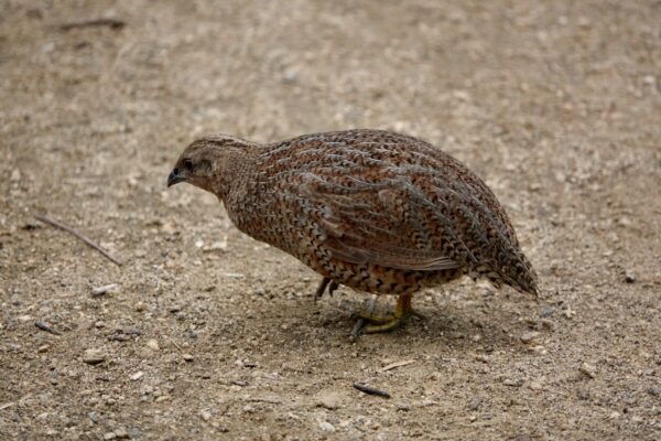 Image of a Brown Quail