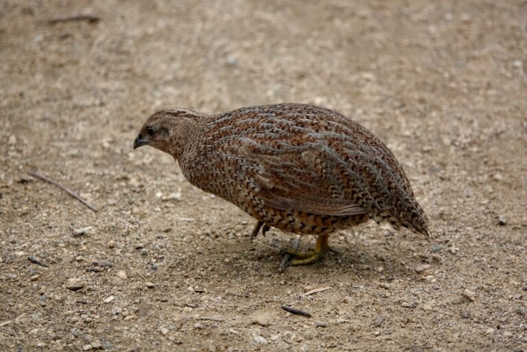 Brown Quail