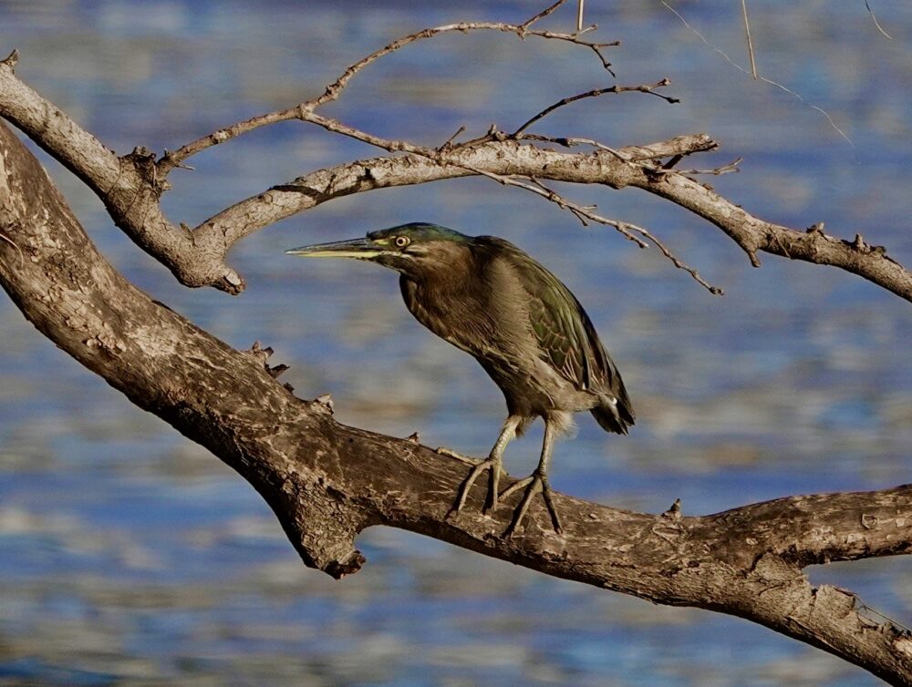 Image of a Striated Heron