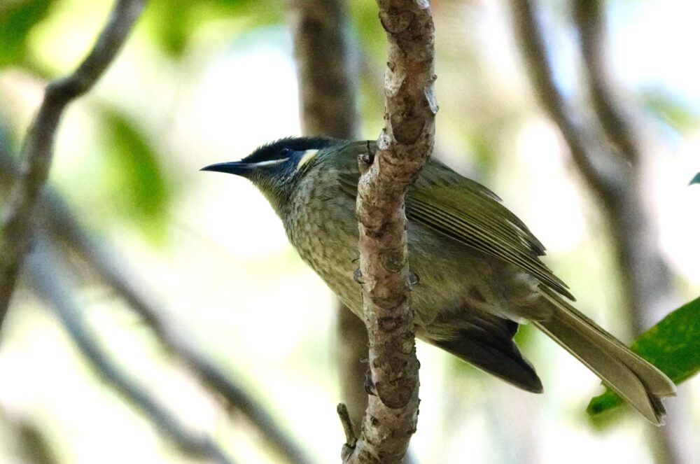 Image of a Lewin's Honeyeater