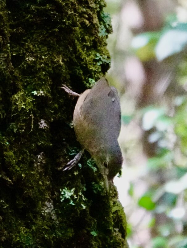 Image of a Large-billed Scrub-wren