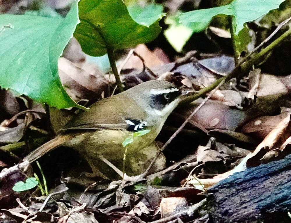 Image of a White-browed Scrubwren