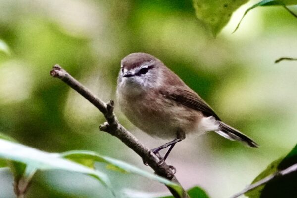 Image of a Brown Gerygone