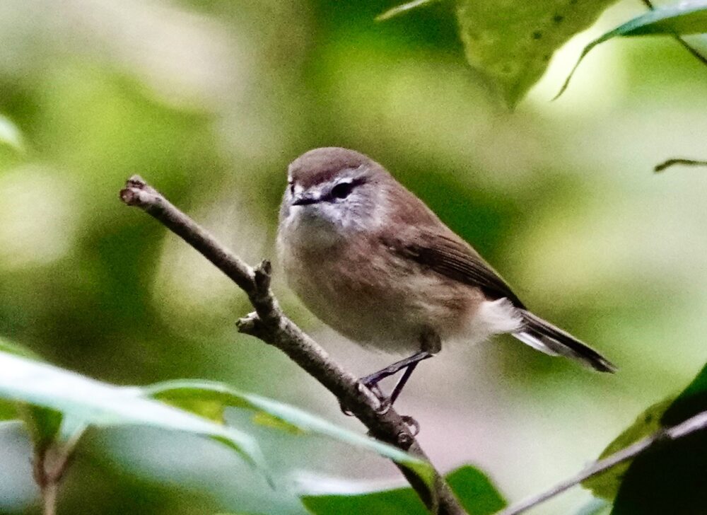 Image of a Brown Gerygone