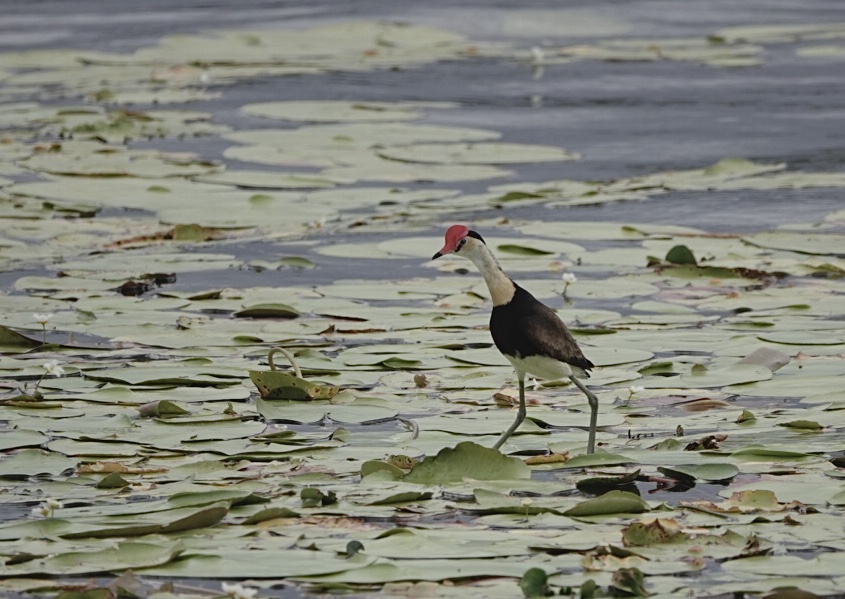 Image of a Comb-crested Jacana