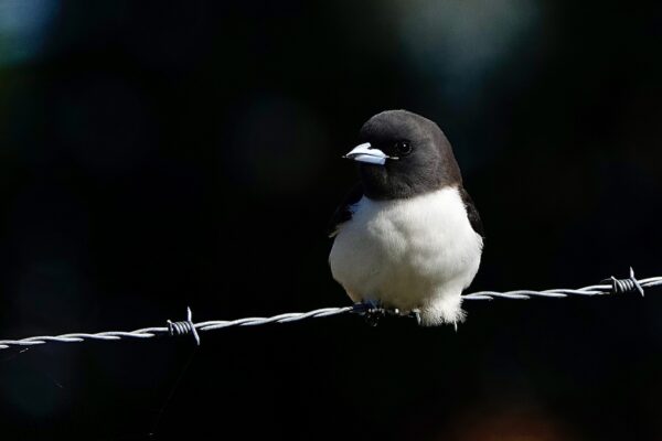 Image of a White-breasted Woodswallow