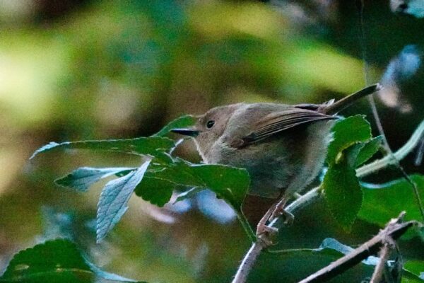 Image of a Large-billed Scrub-wren