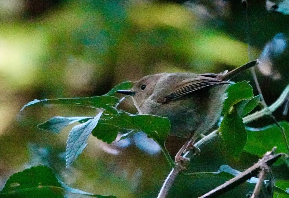 Image of a Large-billed Scrub-wren