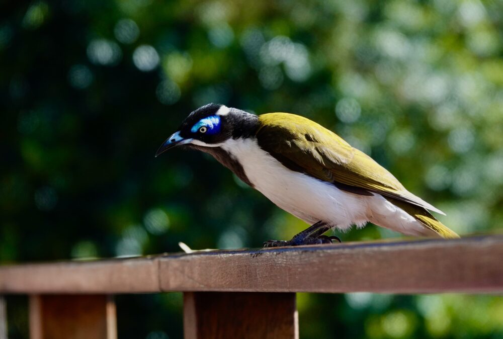 Image of a Blue-faced Honeyeater