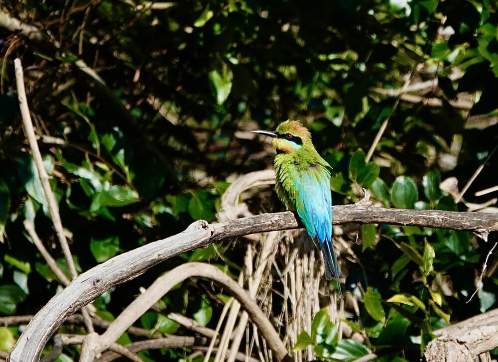 Image of a Rainbow Bee-eater