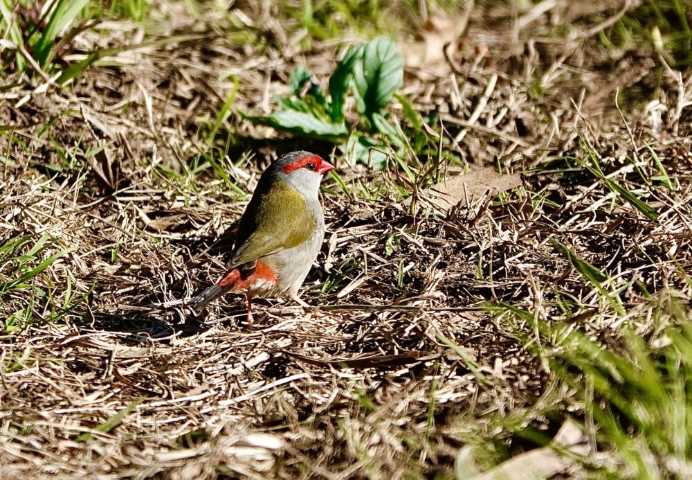 Image of a Red-browed Finch