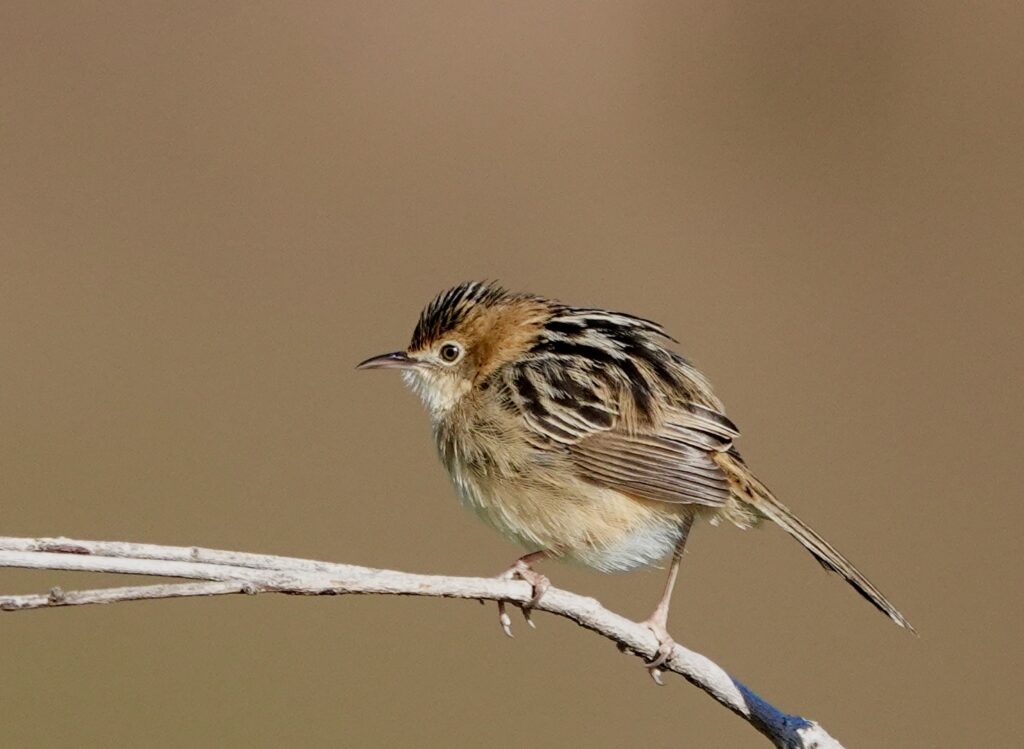 Image of a Golden-Headed Cisticola