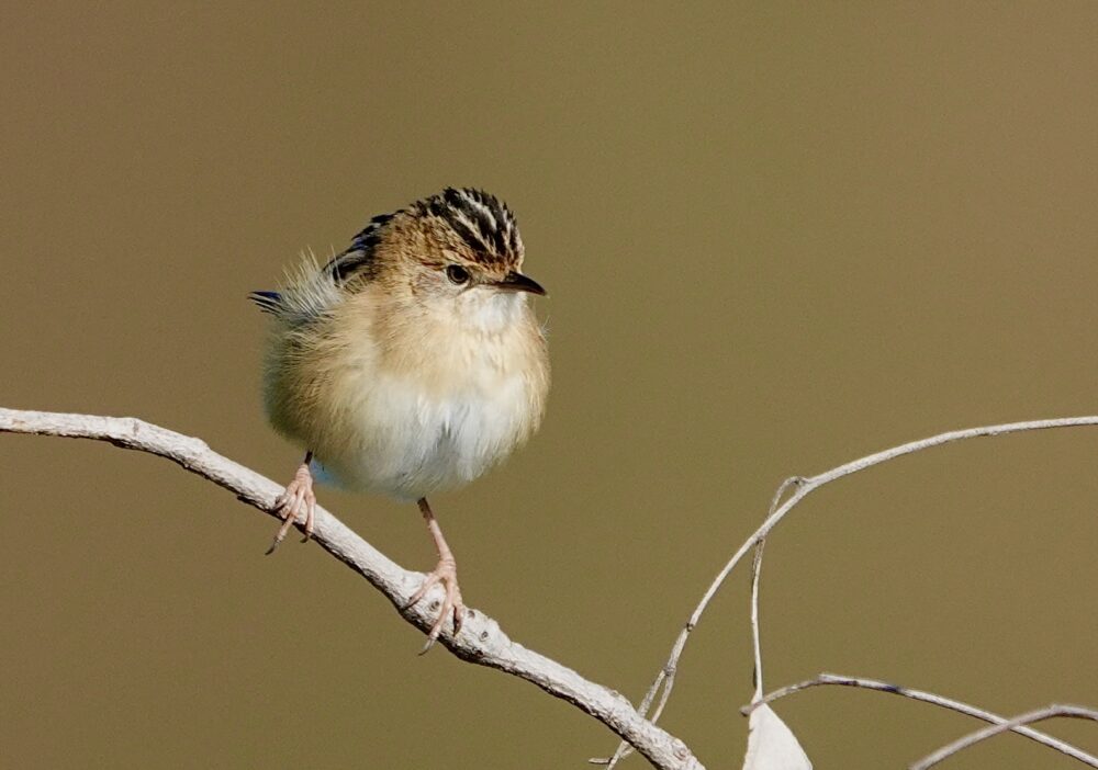 Image of a Golden-Headed Cisticola