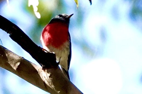 Image of a Rose Robin