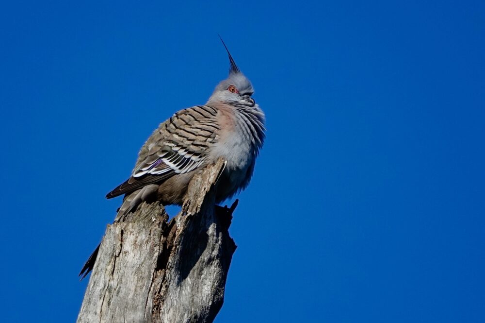 Image of a Crested pigeon