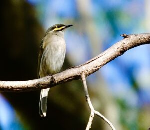 Image of a Yellow-faced Honeyeater