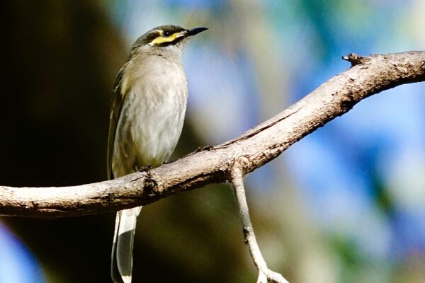 Image of a Yellow-faced Honeyeater