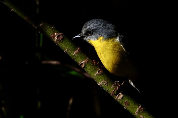 Image of a Eastern Yellow-Robin