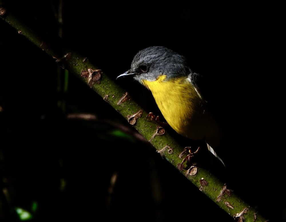 Image of a Eastern Yellow-Robin