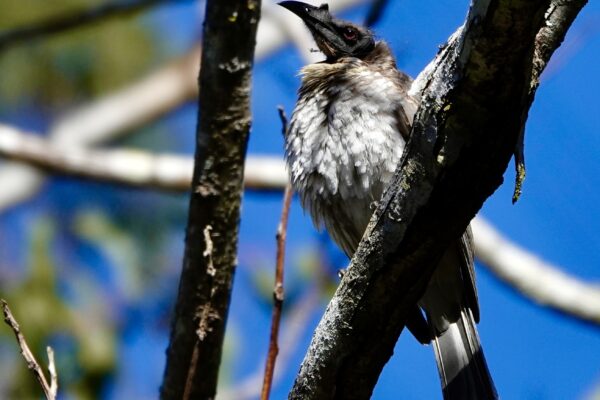 Image of a Noisy Friarbird