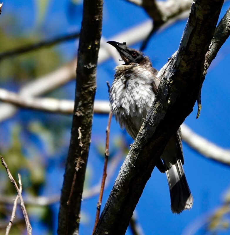 Image of a Noisy Friarbird