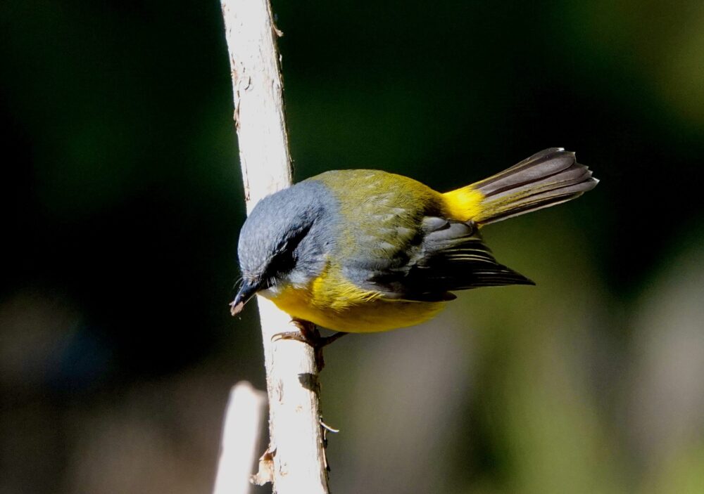 Image of a Eastern Yellow-Robin