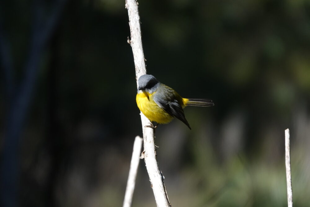 Image of a Eastern Yellow-Robin