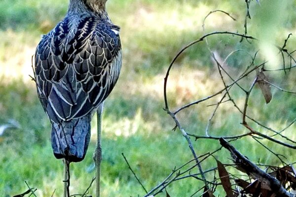 Image of a Bush Stone-curlew