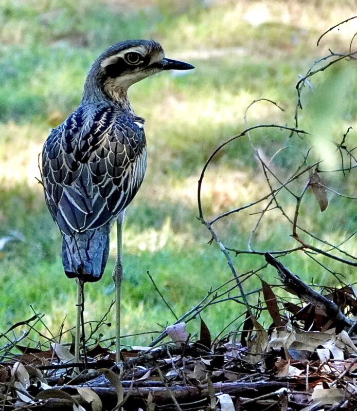 Image of a Bush Stone-curlew