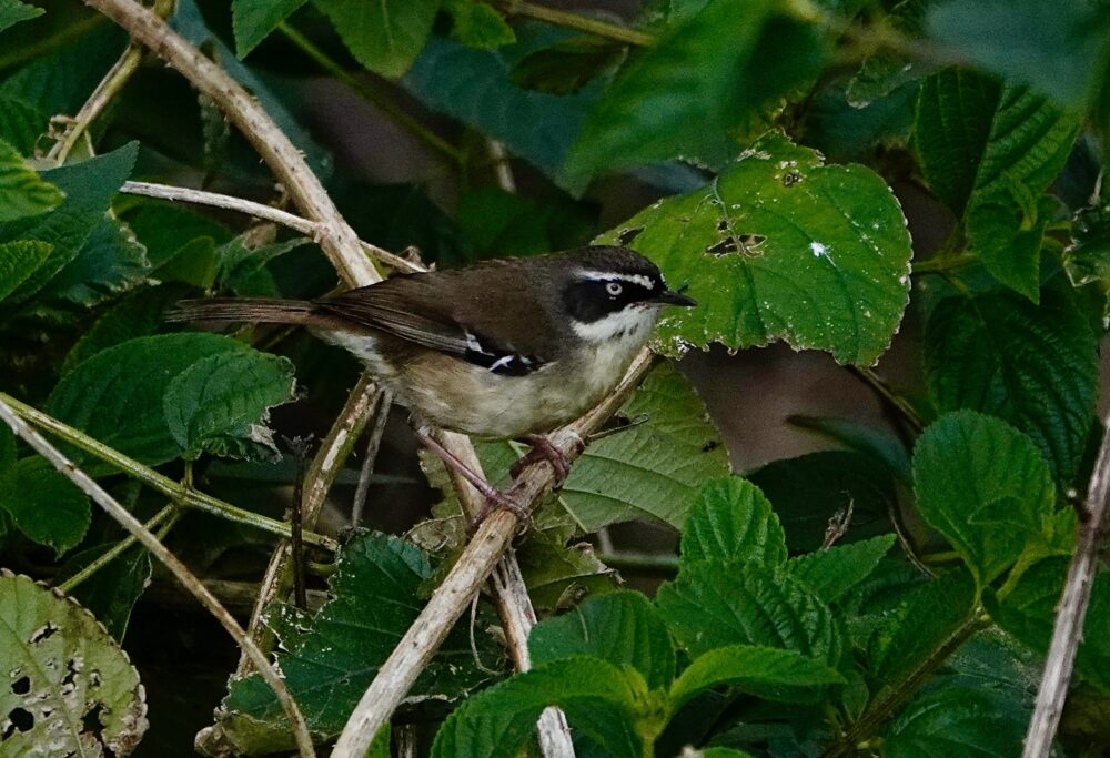 Image of a White-browed Scrubwren