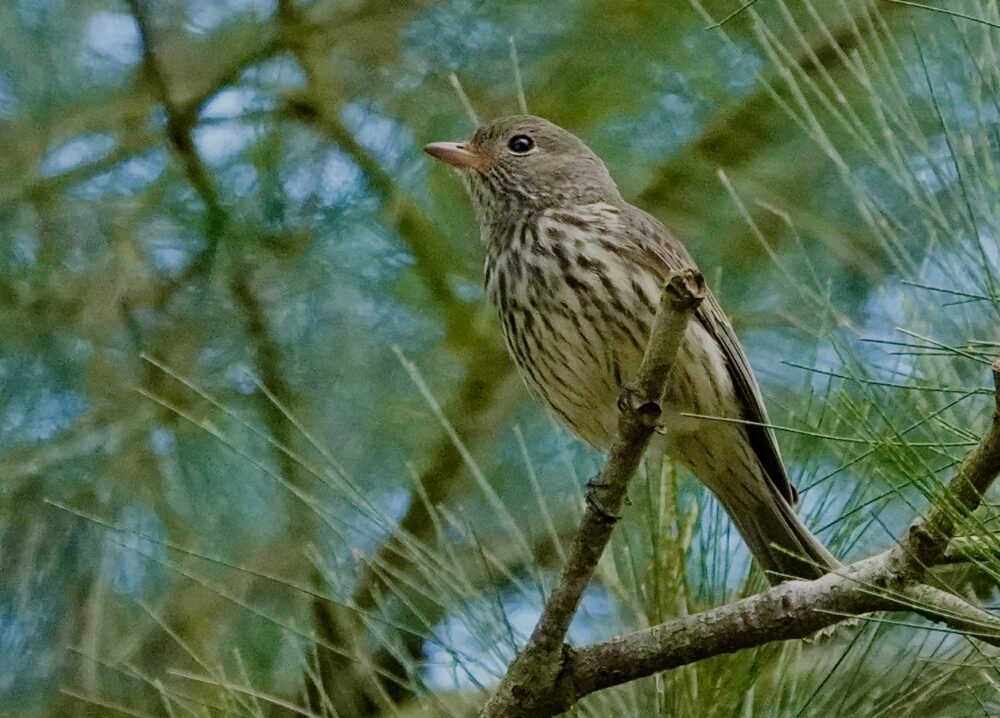 Image of a Rufous Whistler