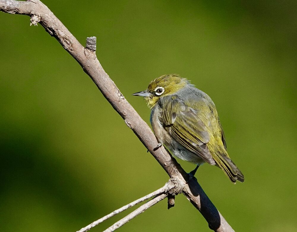 Image of a Silvereye