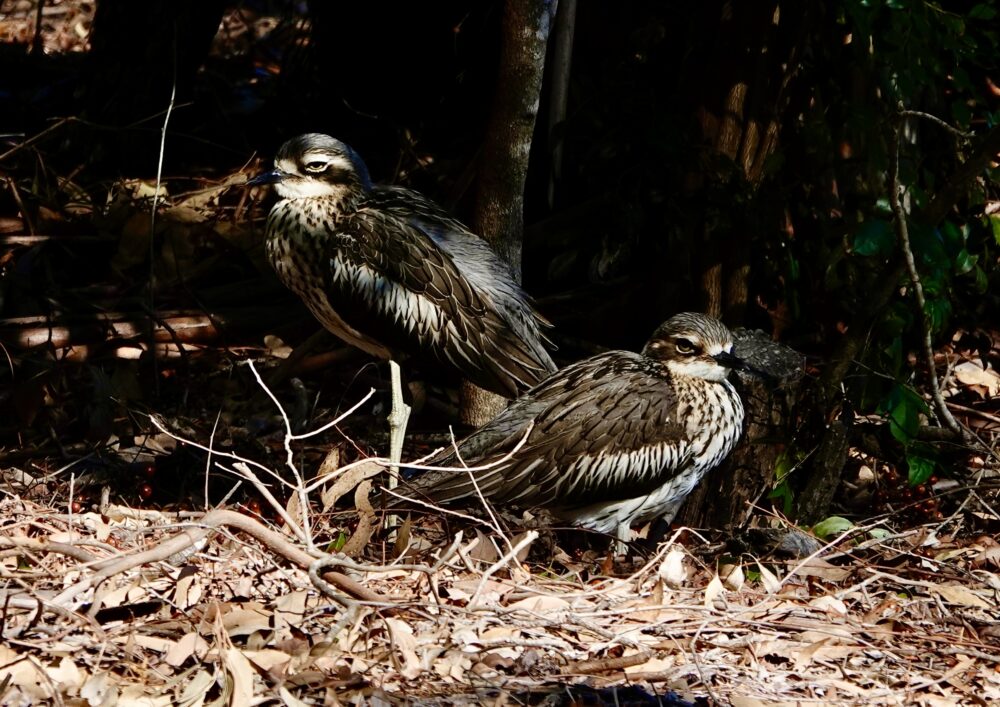 Image of a Bush Thick-knee