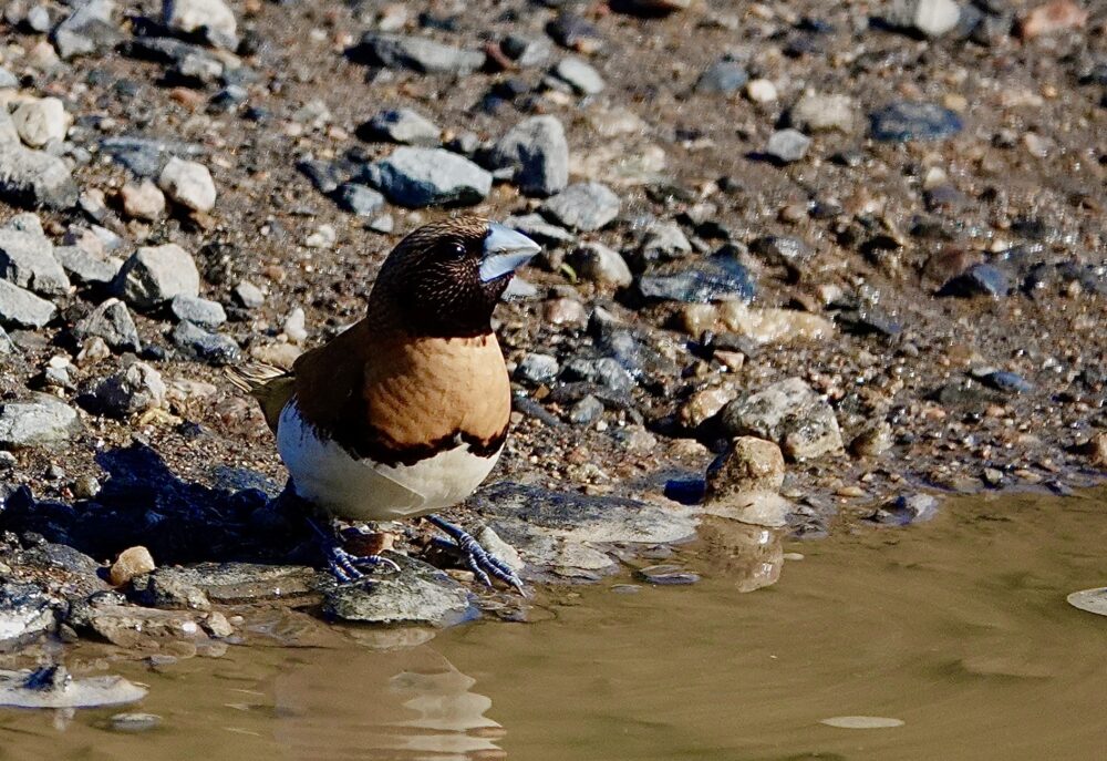 Image of a Chestnut-breasted Mannikin