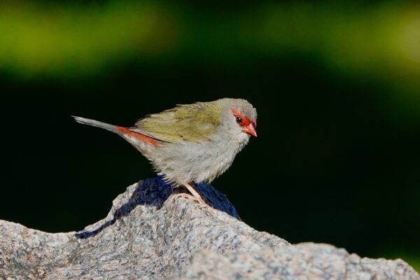 Image of a Red-browed Finch