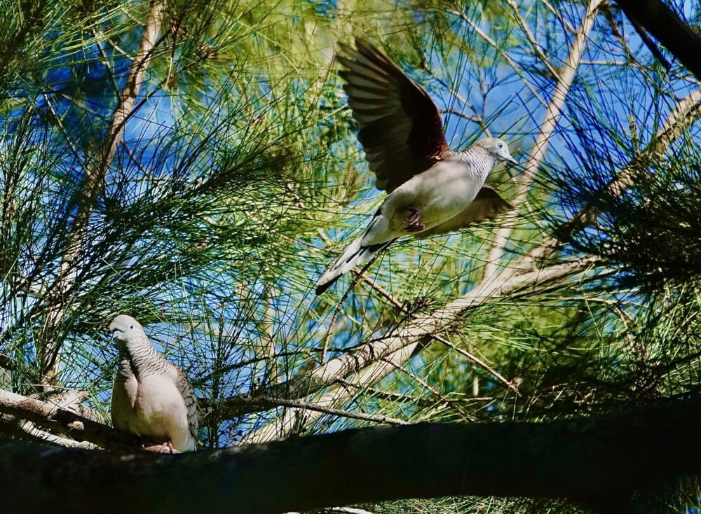 Image of a Peaceful Dove