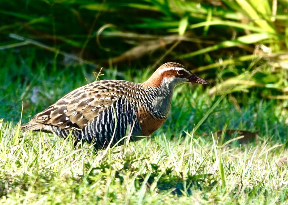 Image of a Buff-banded Rail