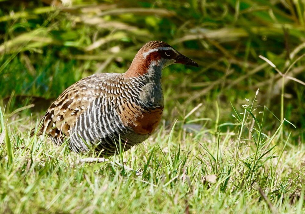 Image of a Buff-banded Rail