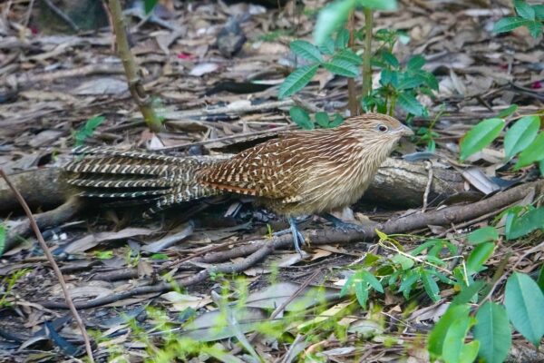 Image of a Pheasant Coucal