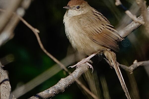 Image of a Tawny Grassbird