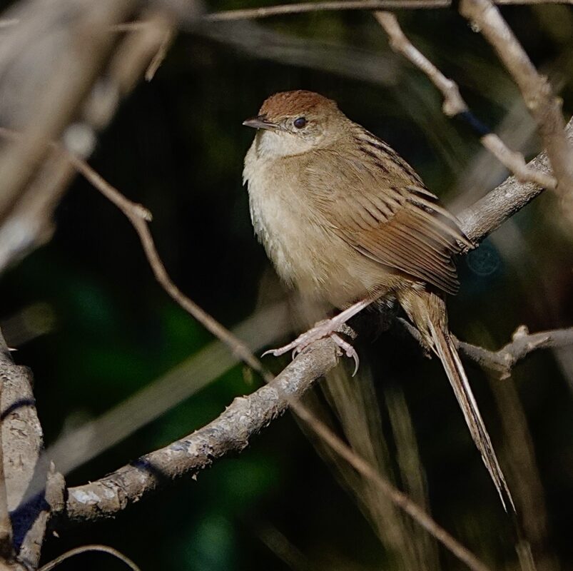 Image of a Tawny Grassbird