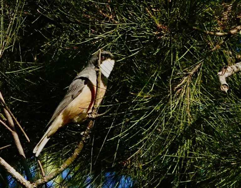 Image of a Rufous Whistler