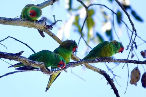 Image of a Little Lorikeets