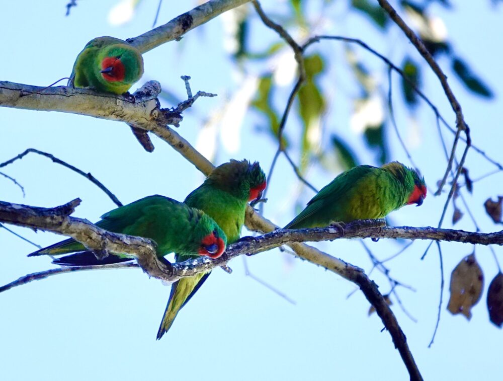 Image of a Little Lorikeets