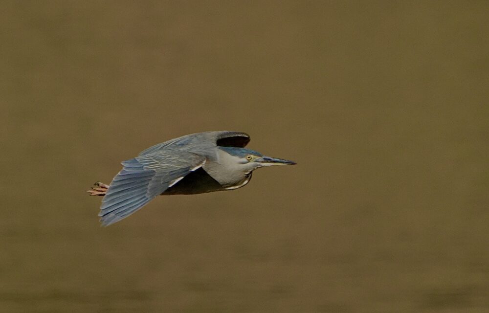 Image of a Striated Heron